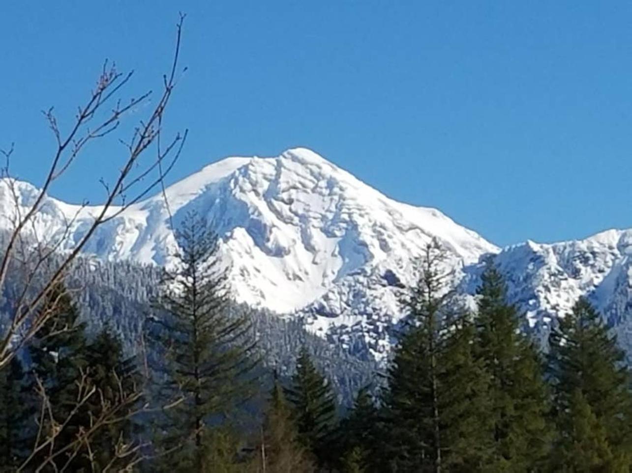 Mt Rainier Little Green Cabin On Big Creek! Ашфорд Екстериор снимка